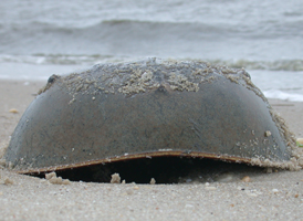 Atlantic Horseshoecrab